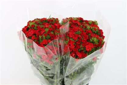 Di Barb S Will Red