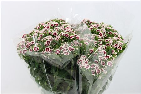 Di Barb Bicolor Red White