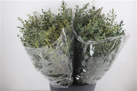 Euca Parvifolia Short 150gr P Bunch