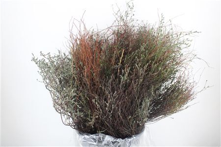 Thym Falso 250gr P Bunch