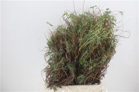 Euph Spinoza Medium 400gr P Bunch