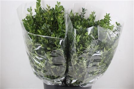 Buxus Green P Bunch