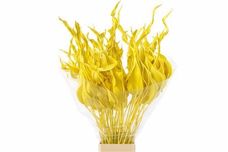 Dried Strelitziablad Geel P Stem