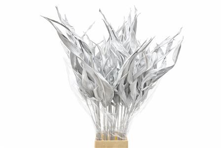 Dried Strelitziablad Wit P Stem