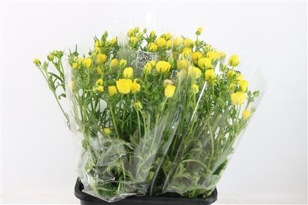 Ran Butterfly Phytalos