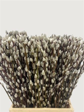 Salix Wilgenkatjes 50cm P Stem