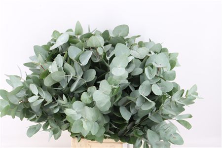 Euca Cinerea 150gr South Africa P Bunch