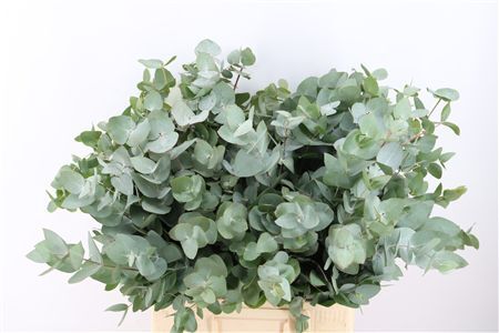 Euca Cinerea 300gr South Africa P Bunch