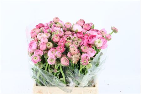 Ran Amandine Pink Rose