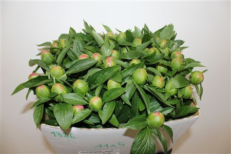 Paeo L Pink Hawaiian Coral