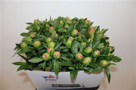 Paeo L Pink Hawaiian Coral