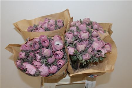 Anem Marianne Powder Wine Red