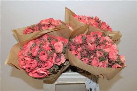 Anem Marianne Powder Coral