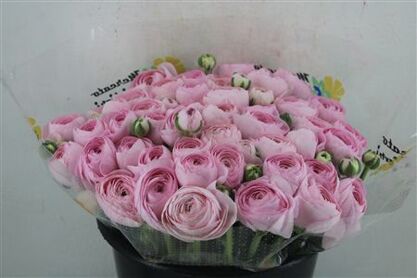 Ran Cloni Ex Lady Hanoi Pink