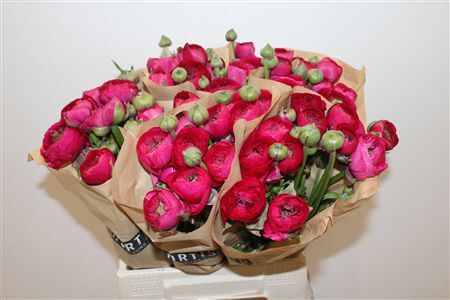 Ran Cloni Ex Fuchia 560 Ic