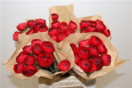 Ran Cloni Ex Valentino