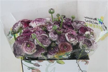 Ran Cloni Ex Cappucino Succes