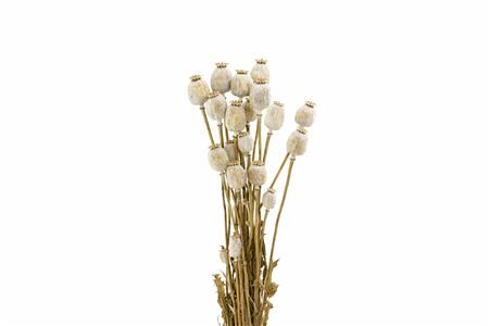 Dried Papaver Natural X5 Bunch