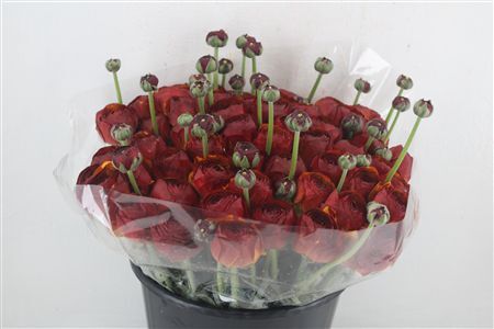 Ran Cloni Ex Brownie