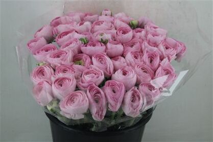 Ran Cloni Ex Lady Hanoi Pink