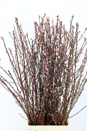 Perzikbloesem Long P Bunch