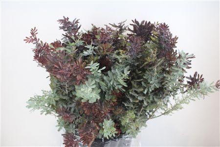 Mimosa Baleana P Bunch