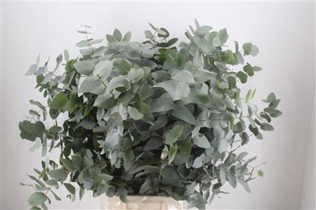 Euca Cinerea 300gr P Bunch
