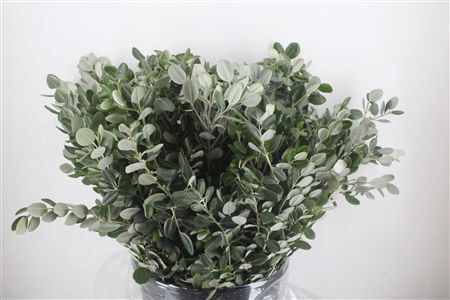 Pittosp Ralphi Leaves 400gr P Bunch