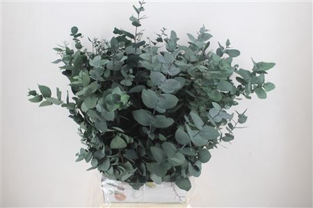 Pres Euca Stuartiana Groen Bunch