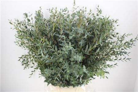 Euca Parvifolia 300gr P Bunch