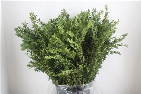 Buxus Green P Bunch