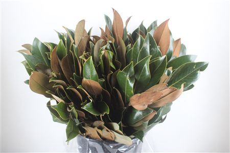 Magnolia Leaves P Bunch