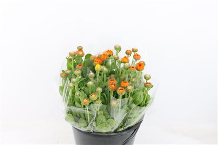 Calendula Orange