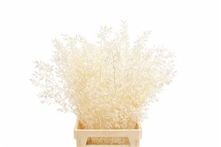 Pres Ruscus Bleached P Stem