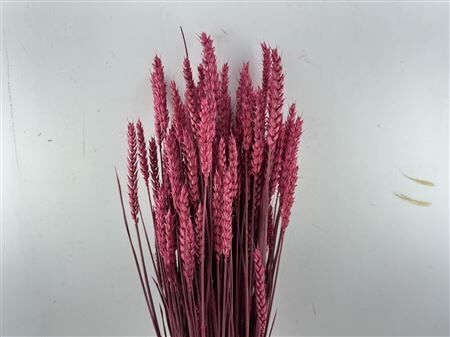 Dried Triticum X5 Cerise Bunch