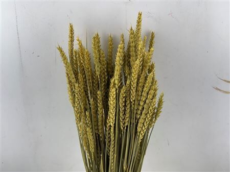 Dried Triticum X5 Yellow Bunch
