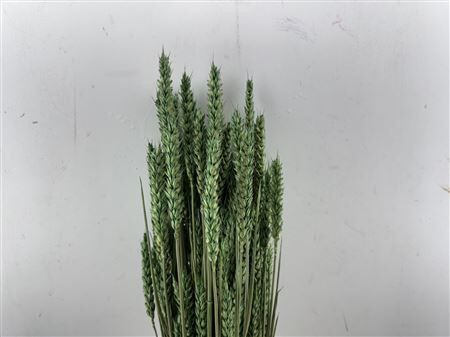 Dried Triticum X5 Darkgreen Bunch