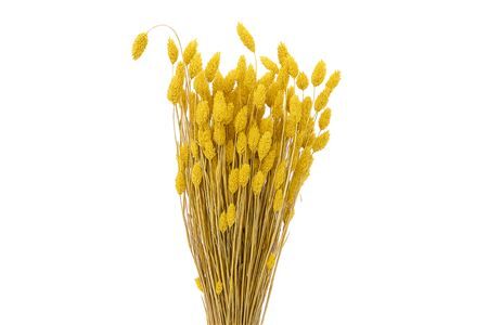 Dried Phalaris X5 Yelllow Bunch