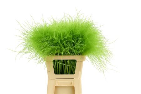 Dried Stypha Penata Applegreen(10 Toef) Bunch
