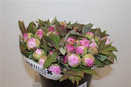 Paeo L Boom Roze P Stem