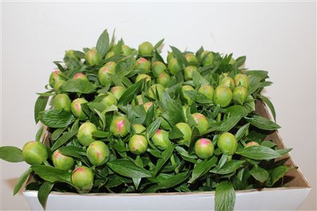 Paeo L Pink Hawaiian Coral