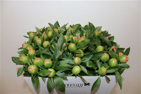 Paeo L Pink Hawaiian Coral