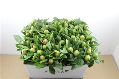 Paeo L Pink Hawaiian Coral