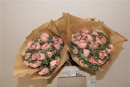 Anem Marianne Powder Salmon