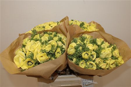 Anem Marianne Powder Yellow