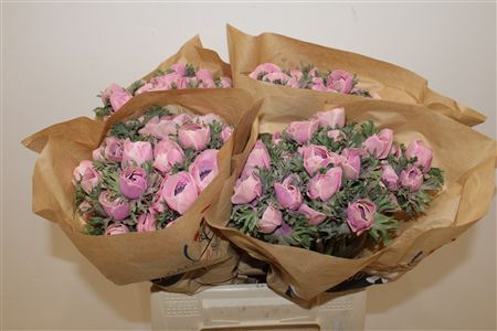 Anem Marianne Powder Pink