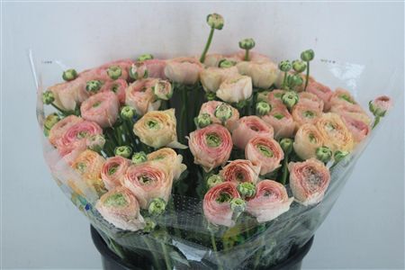 Ran Cloni Sup Touareg Pastel