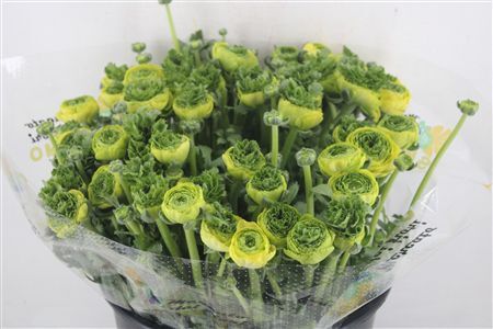 Ran Cloni Sup Green Succes