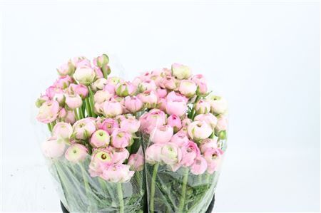 Ran Amandine Marshmallow L Pink