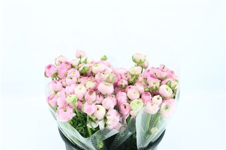 Ran Amandine Marshmallow L Pink